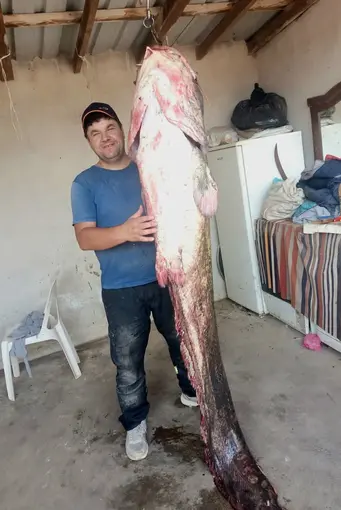 Meriç Nehri’nde 2 metre 45 santimetrelik dev yayın balığı
