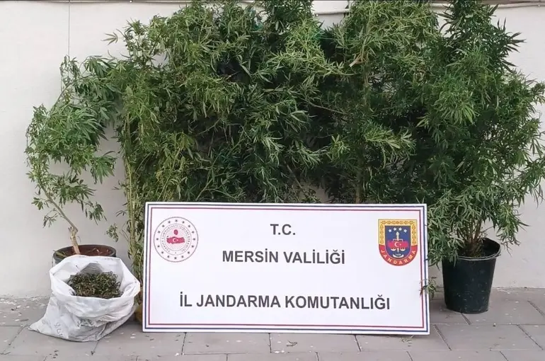 Mersin’de kenevir ekip uyuşturucu üreten şüpheli yakalandı