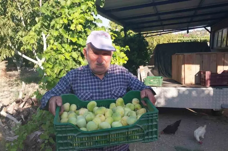 Mersin’de incir hasadı başladı
