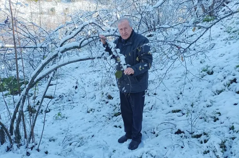 Mevsiminde yağan kar fındık üreticisini sevindirdi
