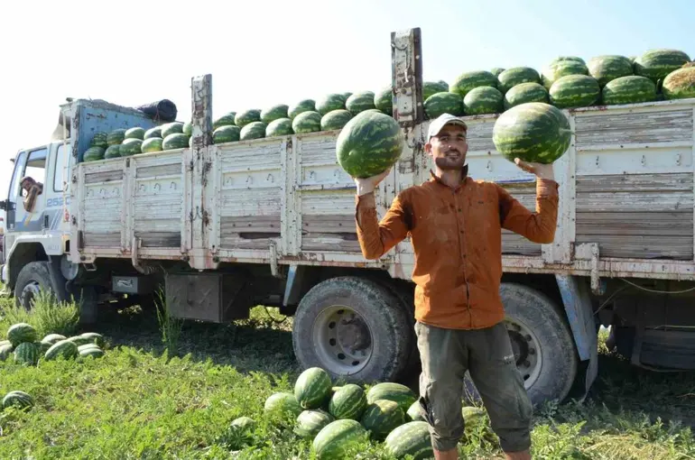 Mevsimlik işçilerin karpuz mesaisi
