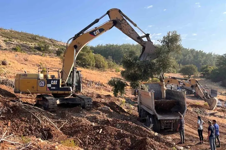 Milas’ta zeytin ağaçları taşınarak yaşatılıyor
