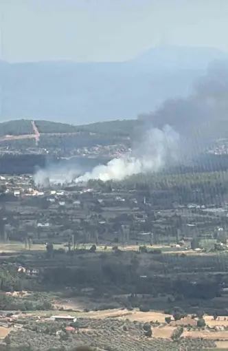 Muğla Menteşe’de orman yangını
