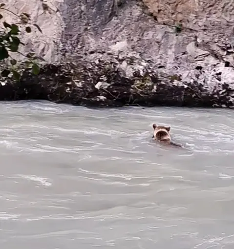 Munzur Nehri’ni geçmeye çalışan ayının mücadelesi kamerada
