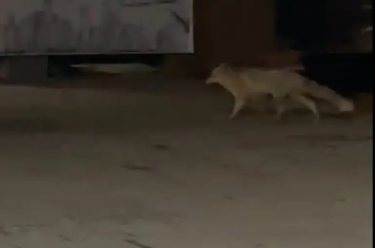 Muş’ta aç kalan tilki şehir merkezine indi
