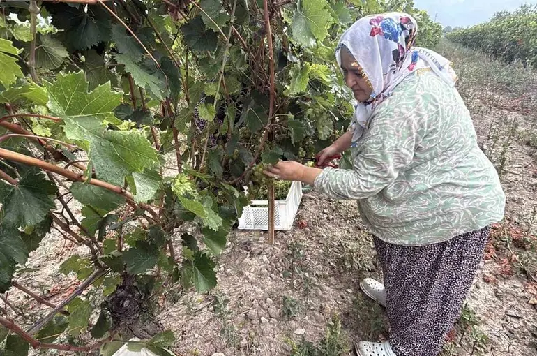 Narince üzümünü de don vurdu, rekolte yüzde 80 düştü
