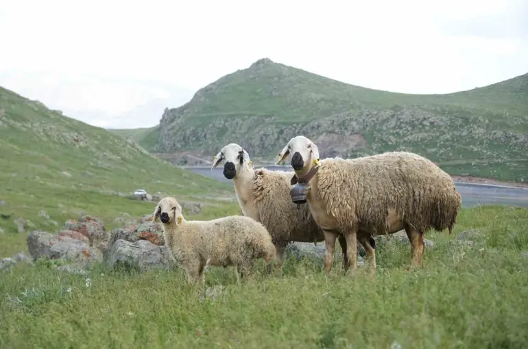 Niğde’de küçükbaş hayvancılığa dev destek
