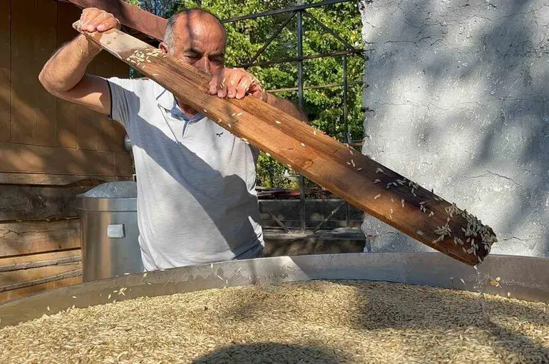 On iki bin yıllık siyezin hasadını tamamlayan çiftçilerin bulgur yapım mesaisi başladı
