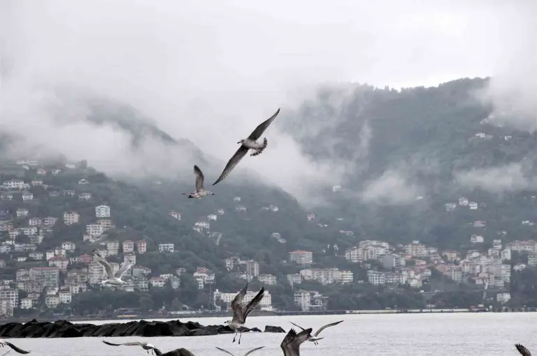 Ordu’da görsel şölen
