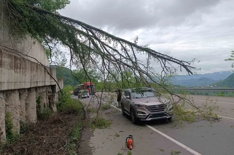 Ordu’da seyir halindeki aracın üzerine ağaç devrildi
