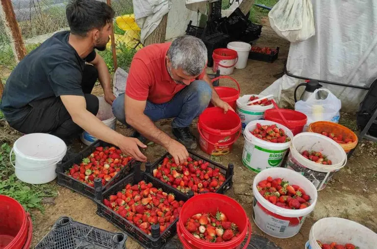 Organik çilek üreticileri pazar için destek bekliyor
