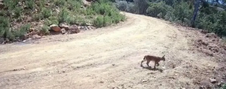 "Ormanın hayaleti" vaşak ve yavruları kamerada

