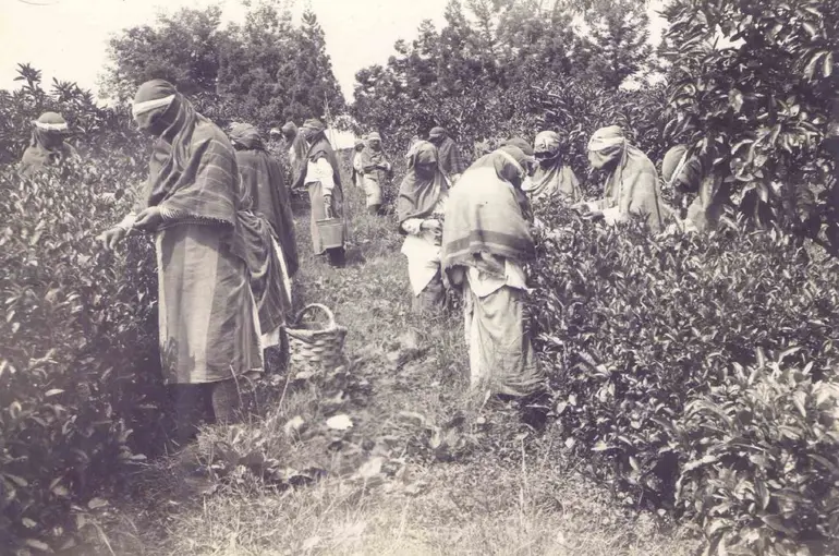Ortaya çıkan arşiv Türk Çayı’nın tarihine ışık tutuyor
