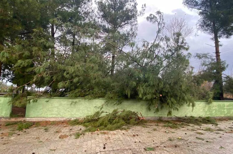 Osmaniye’de şiddetli rüzgar dev ağaçları kökünden söktü
