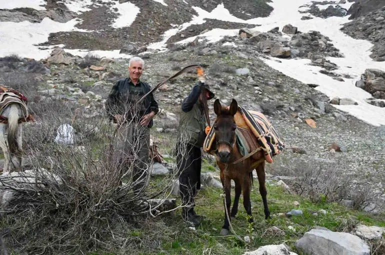 Pancar toplamak için dağ bayır demeden geziyorlar
