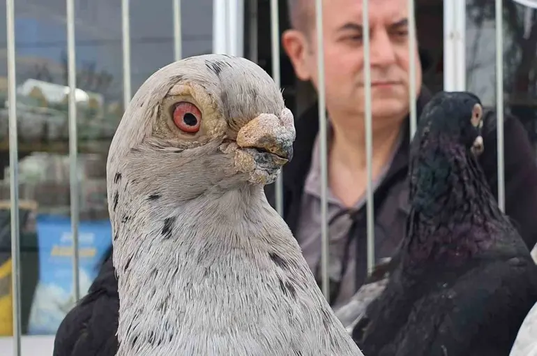Parmak ucunda yürüyen endemik Tokur güvercinleri görücüye çıktı

