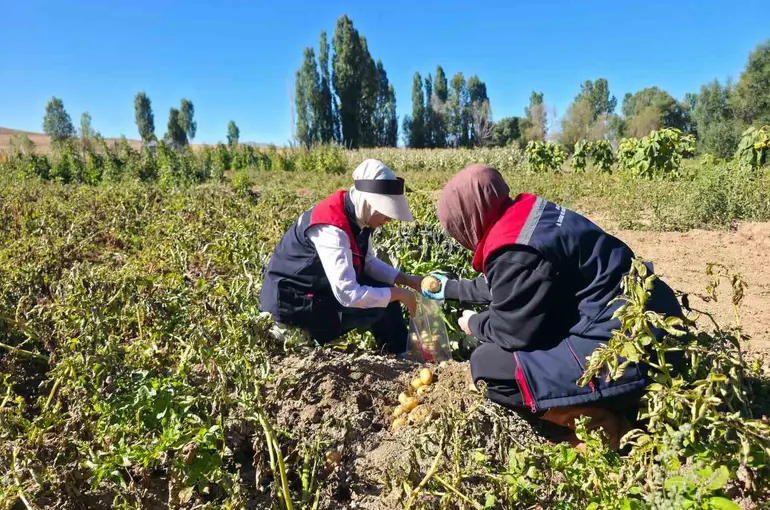 Patates tarlalarında pestisit denetimi yapıldı
