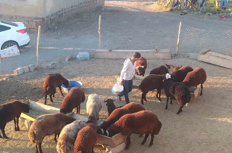 Patnos’ta besiciler kış hazırlığını sürdürüyor
