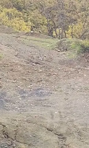 Pülümür’de vaşak görüntülendi
