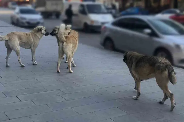 Sahipsiz hayvanlara yönelik denetim yapılacak
