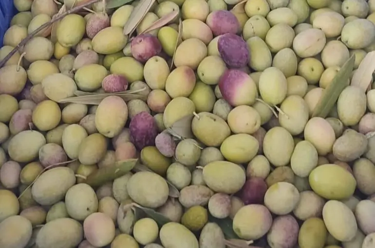 Salihli’de üreticiler zeytin sineğine karşı son kez uyarıldı
