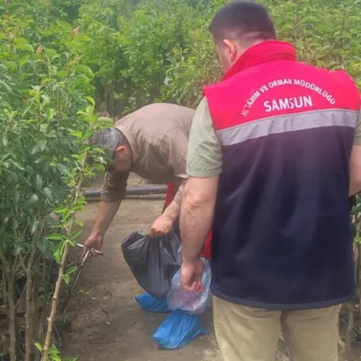Samsun’da fidancılık işletmeleri mercek altında
