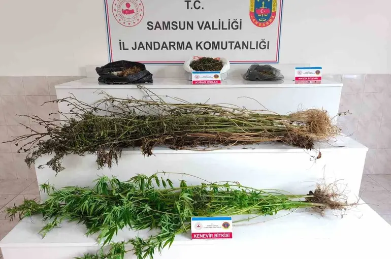 Samsun’da jandarma 2 kilo 355 gram esrar ele geçirdi: 2 gözaltı
