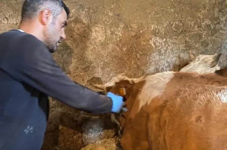 Şap hastalığına karşı aşılama çalışmaları sürüyor
