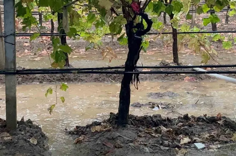 Sarıgöl’de özlenen yağışlar çiftçinin yüzünü güldürdü

