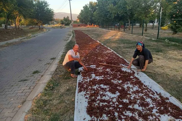 Sarıgöl’de sezonun ilk kuru üzümü çuvala girdi
