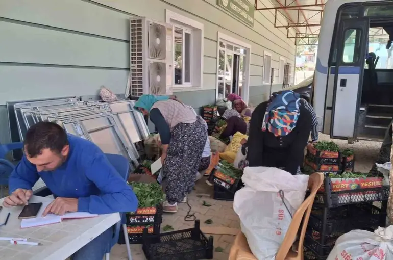 Sarıgöl’de taze bağ yaprağı mesaisi başladı
