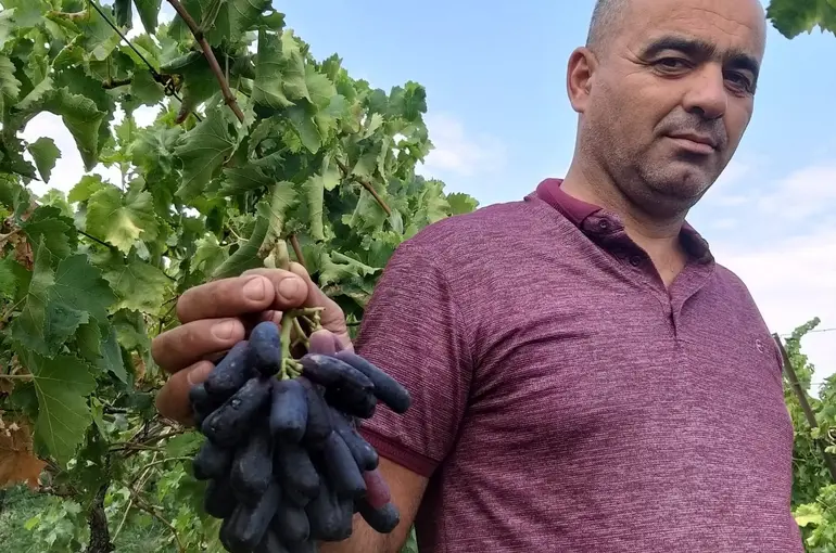 Sarıgöl’de yeni üzüm çeşidi merak uyandırdı
