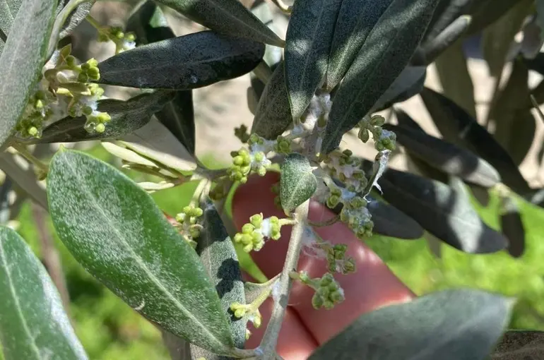 Sarıgöl’de zeytin üreticileri pamuklu bit zararlısına karşı uyarıldı
