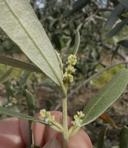 Şarköy’de zeytin üreticilerine kritik uyarı
