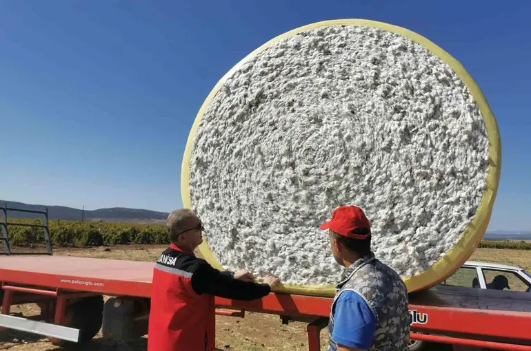 Saruhanlı’da beyaz altın mesaisi başladı
