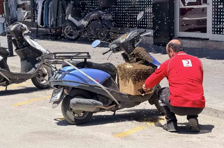 Şehrin göbeğinde oğul veren arılar ilgi odağı oldu
