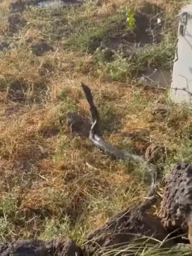 Sıcak hava devasa yılanları ortaya çıkardı
