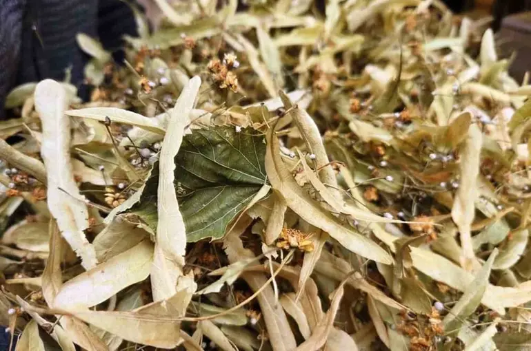 Şifa deposu ıhlamura ilgi arttı
