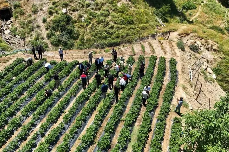 Siirt’te çilek hasadı
