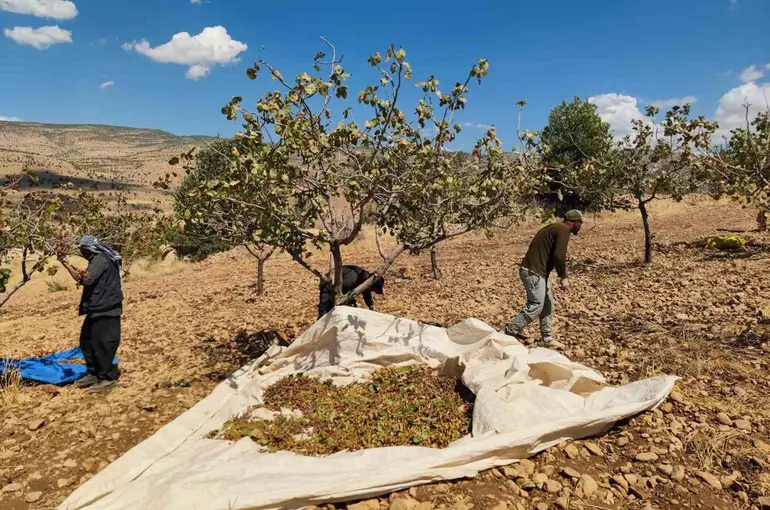 Siirt’te fıstık hasadında sona gelindi
