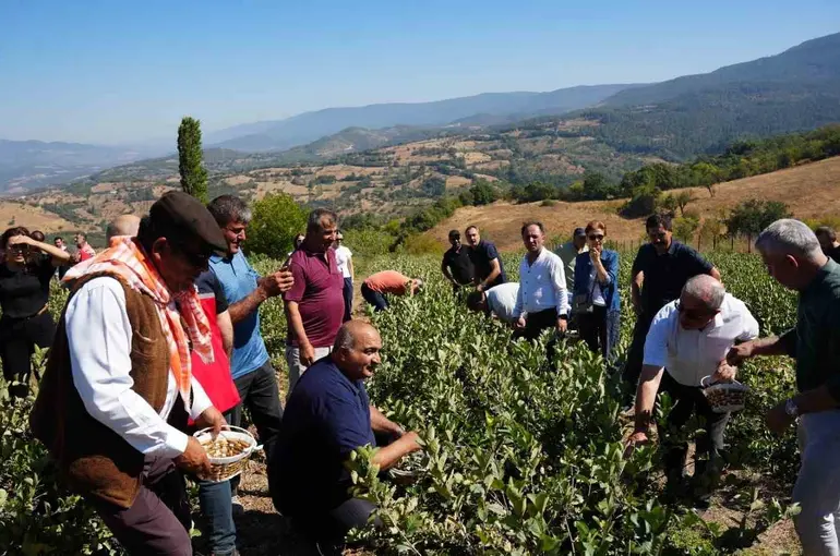 Sındırgı’da aronya hasat şenliği coşkusu
