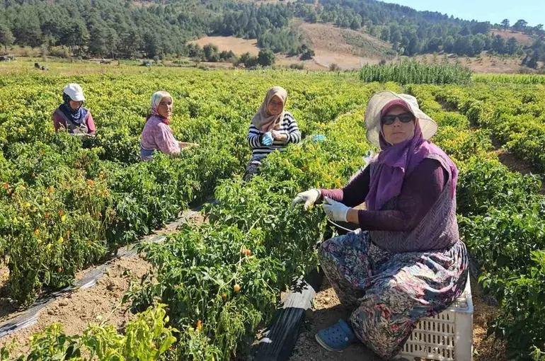 Sındırgı’da sarı altında hasat zamanı
