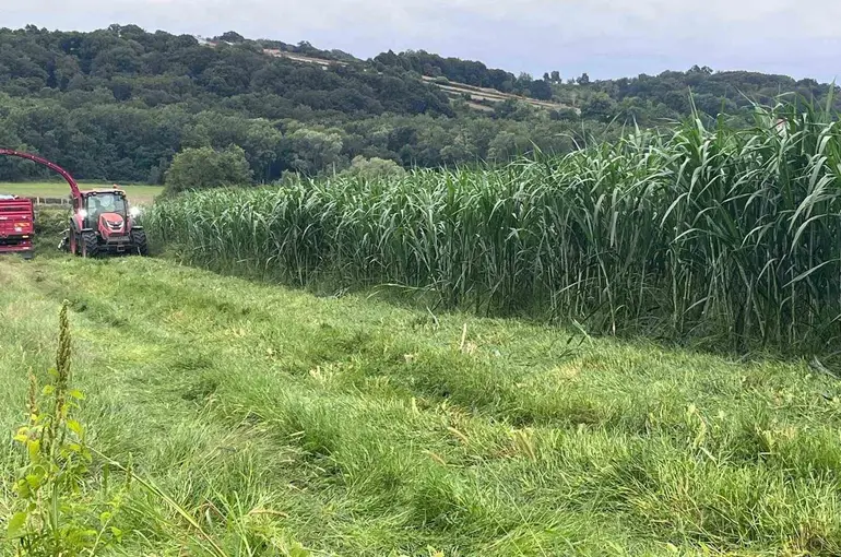 Sinop’ta maralfalfa üretiminde ilk hasat yapıldı
