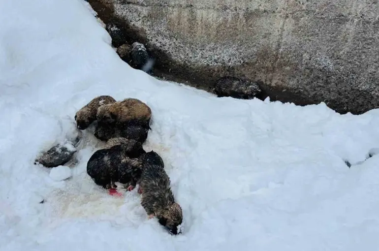 Şırnak’ta 12 köpek yavrusu donmak üzereyken kurtarıldı
