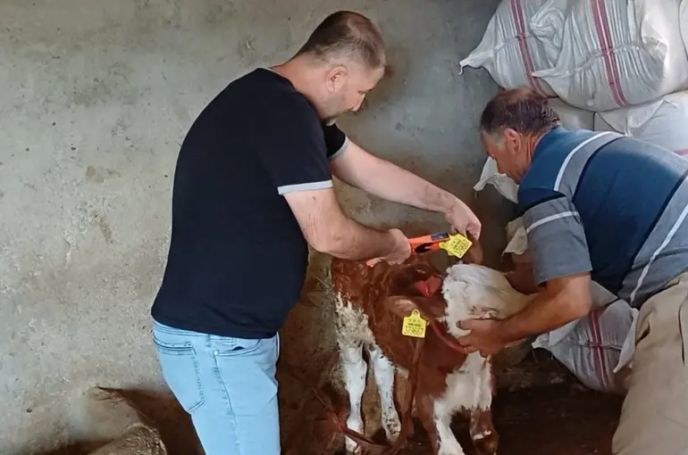 Şırnak’ta hayvanlara yönelik aşılama ve küpeleme çalışması
