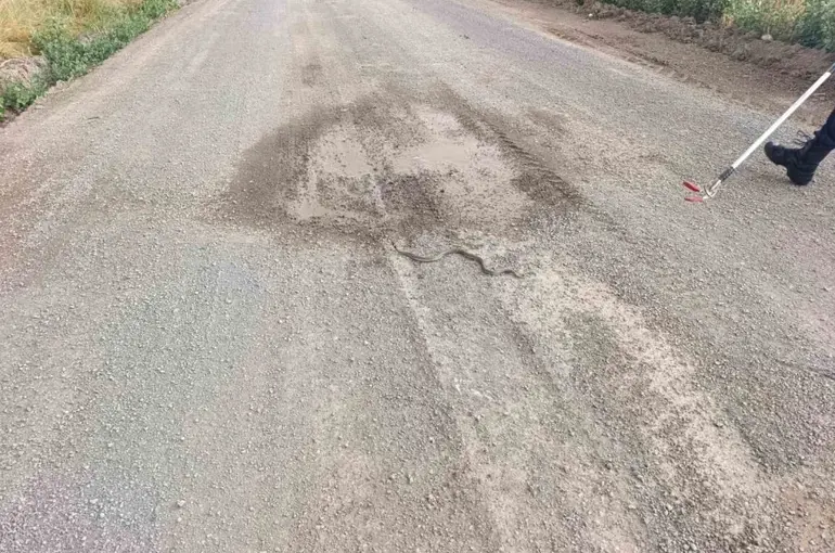 Sivas’ta odun yığınlarının arasına giren yılan itfaiye ekiplerini harekete geçirdi
