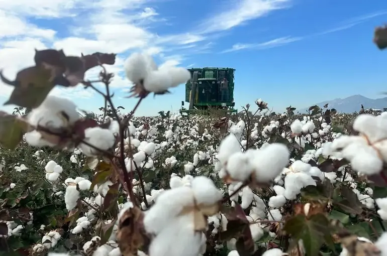 Söke pamuğunda hasat başladı
