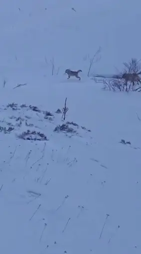 Sürüye saldıran kurt kangal köpeği tarafından engellendi
