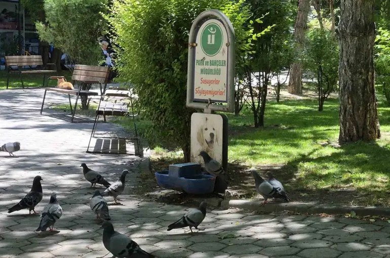 Susayan onlarca güvercin, köpekler için konulan suyu içti
