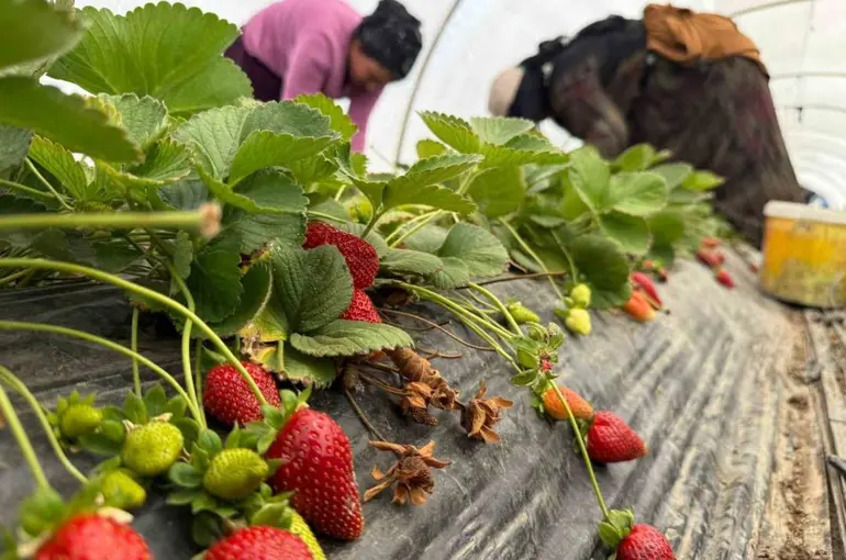 Tarla ile market rafları arasındaki farka üretici bile inanamıyor
